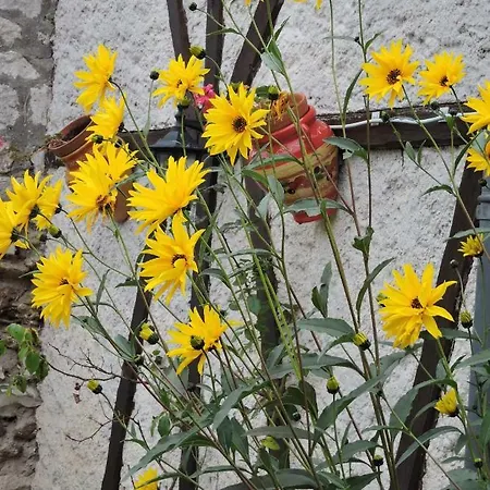 Le Temps Des Roses De Cravent